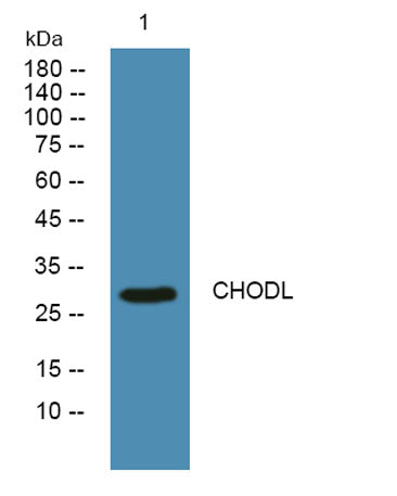 CHODL rabbit pAb