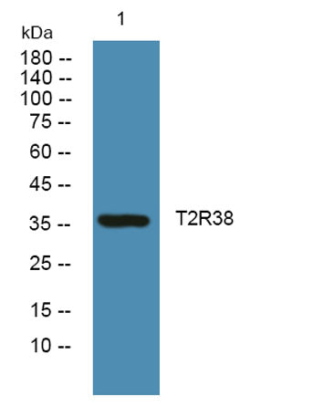 T2R38 rabbit pAb