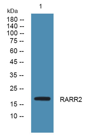 RARR2 rabbit pAb