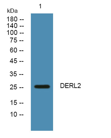 DERL2 rabbit pAb