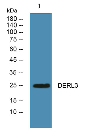 DERL3 rabbit pAb