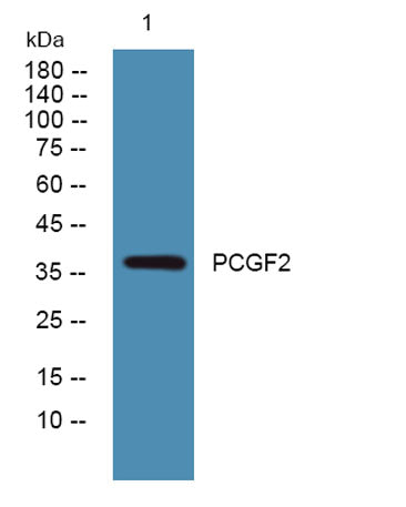PCGF2 rabbit pAb
