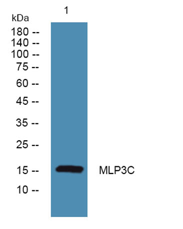 MLP3C rabbit pAb