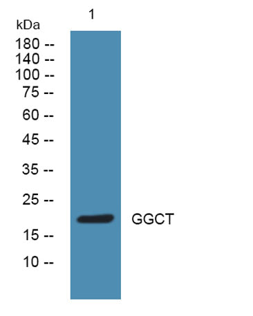 GGCT rabbit pAb