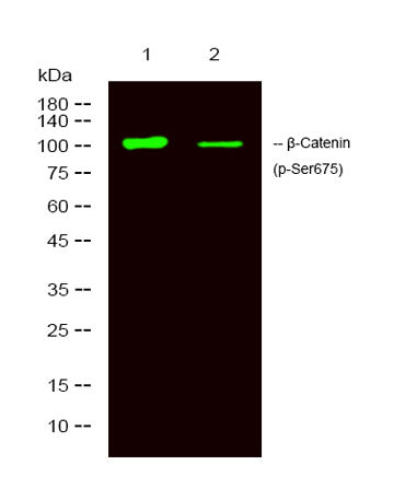 β-Catenin (phospho-Ser675) rabbit pAb