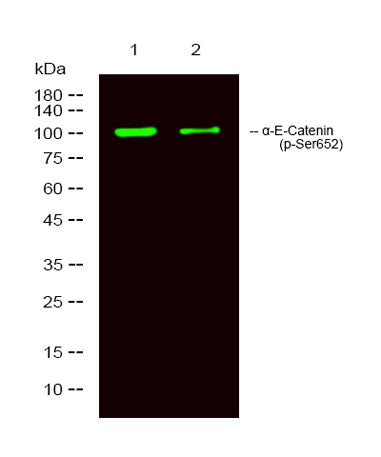 α-E-Catenin (phospho-Ser652) rabbit pAb