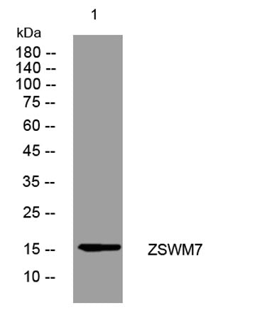 ZSWM7 rabbit pAb