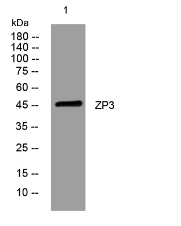 ZP3 rabbit pAb