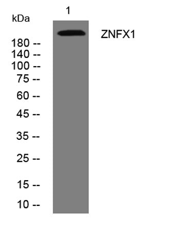 ZNFX1 rabbit pAb