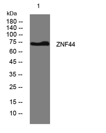 ZNF44 rabbit pAb