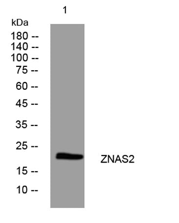 ZNAS2 rabbit pAb