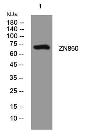 ZN860 rabbit pAb