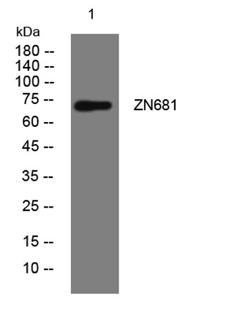 ZN681 rabbit pAb