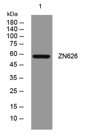 ZN626 rabbit pAb
