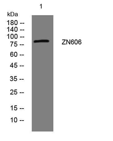 ZN606 rabbit pAb