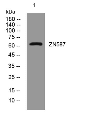 ZN587 rabbit pAb