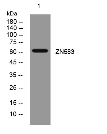 ZN583 rabbit pAb