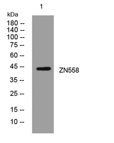 ZN558 rabbit pAb
