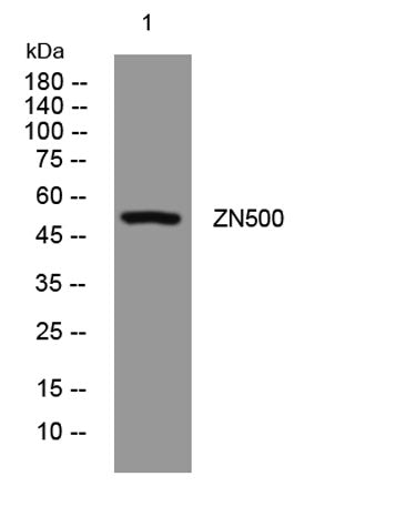ZN500 rabbit pAb