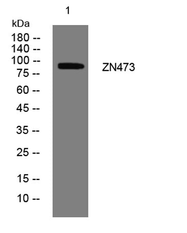 ZN473 rabbit pAb