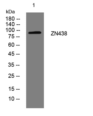 ZN438 rabbit pAb