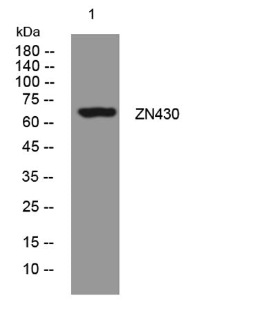 ZN430 rabbit pAb