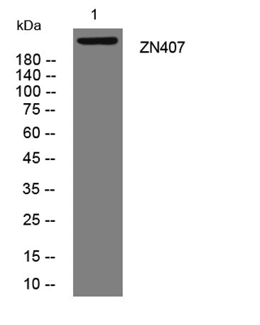 ZN407 rabbit pAb