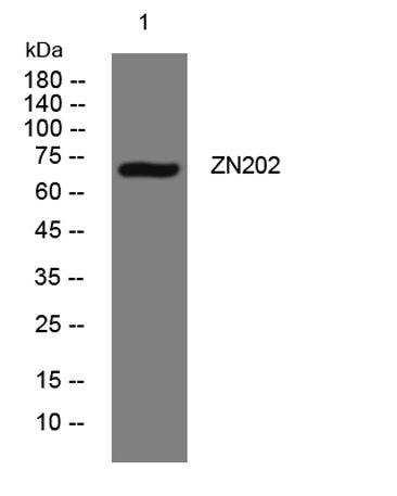 ZN202 rabbit pAb
