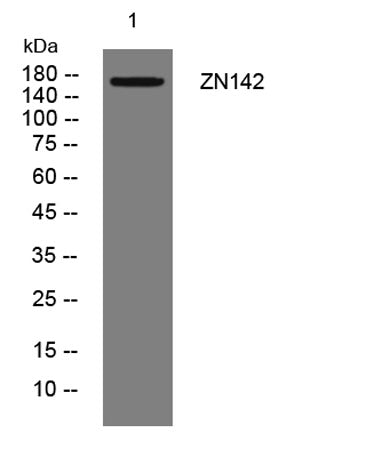 ZN142 rabbit pAb
