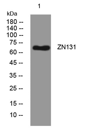 ZN131 rabbit pAb