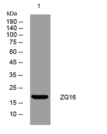 ZG16 rabbit pAb