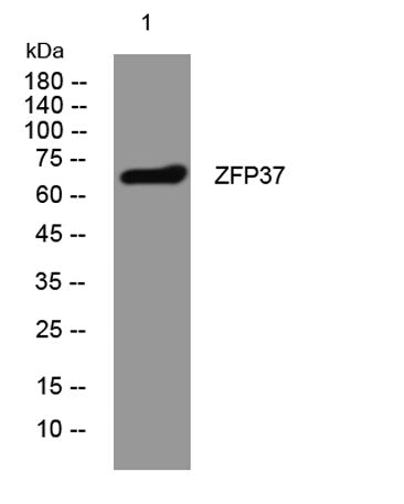 ZFP37 rabbit pAb