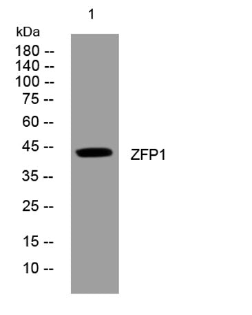 ZFP1 rabbit pAb