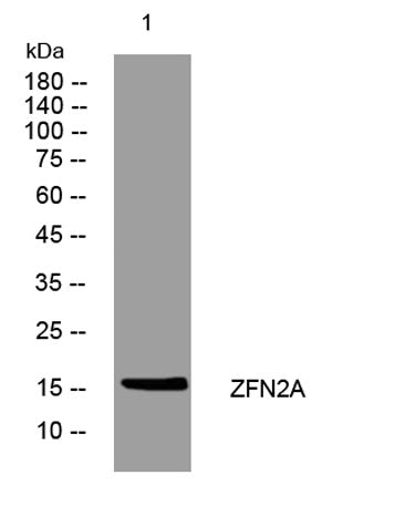 ZFN2A rabbit pAb