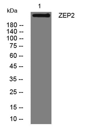 ZEP2 rabbit pAb