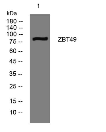 ZBT49 rabbit pAb