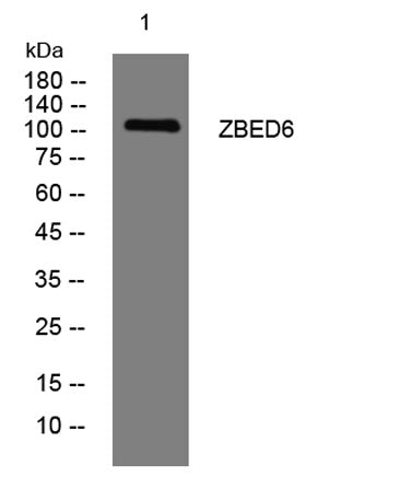 ZBED6 rabbit pAb
