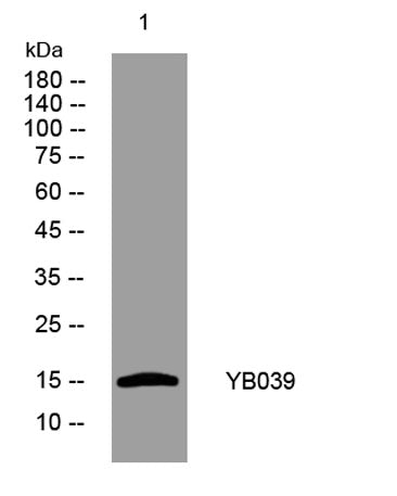 Mitoregulin rabbit pAb