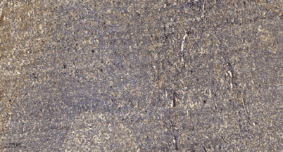 YA037 rabbit pAb
