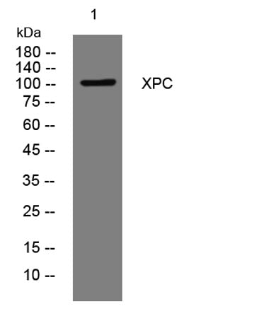 XPC rabbit pAb