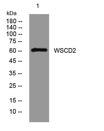 WSCD2 rabbit pAb