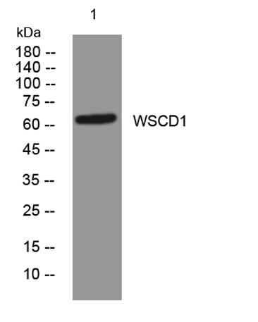 WSCD1 rabbit pAb