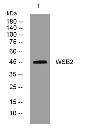 WSB2 rabbit pAb