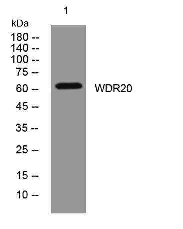 WDR20 rabbit pAb