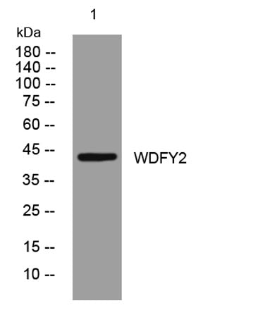 WDFY2 rabbit pAb
