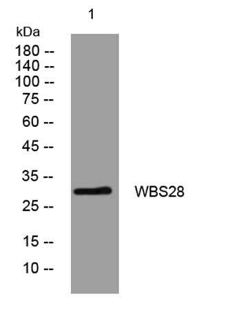 WBS28 rabbit pAb