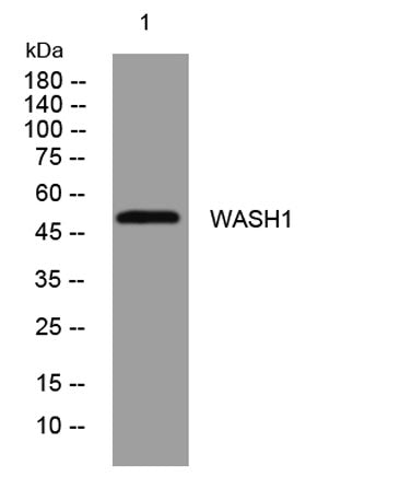 WASH1 rabbit pAb