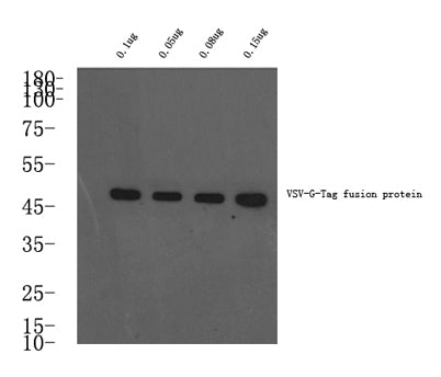 VSV-G-Tag rabbit pAb