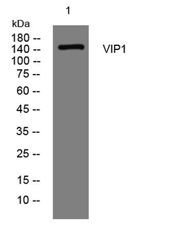 VIP1 rabbit pAb