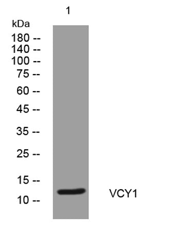 VCY1 rabbit pAb